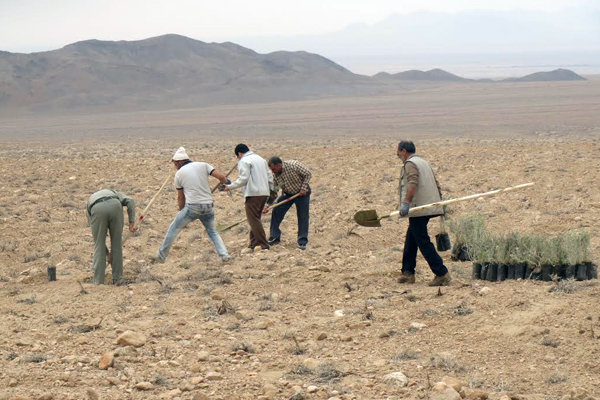 عملیات بیابان زدایی در11 هزار هکتار از اراضی بیابانی ورامین