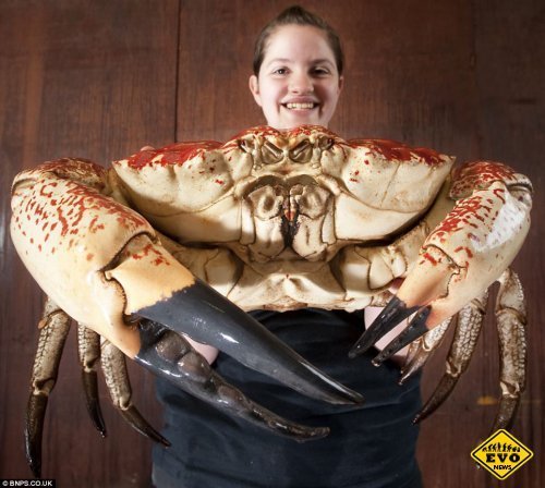 بزرگترین خرچنگ دنیا + عکس