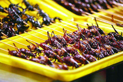 تولید و صادرات حشرات خوراکی در ایران کلید خورد