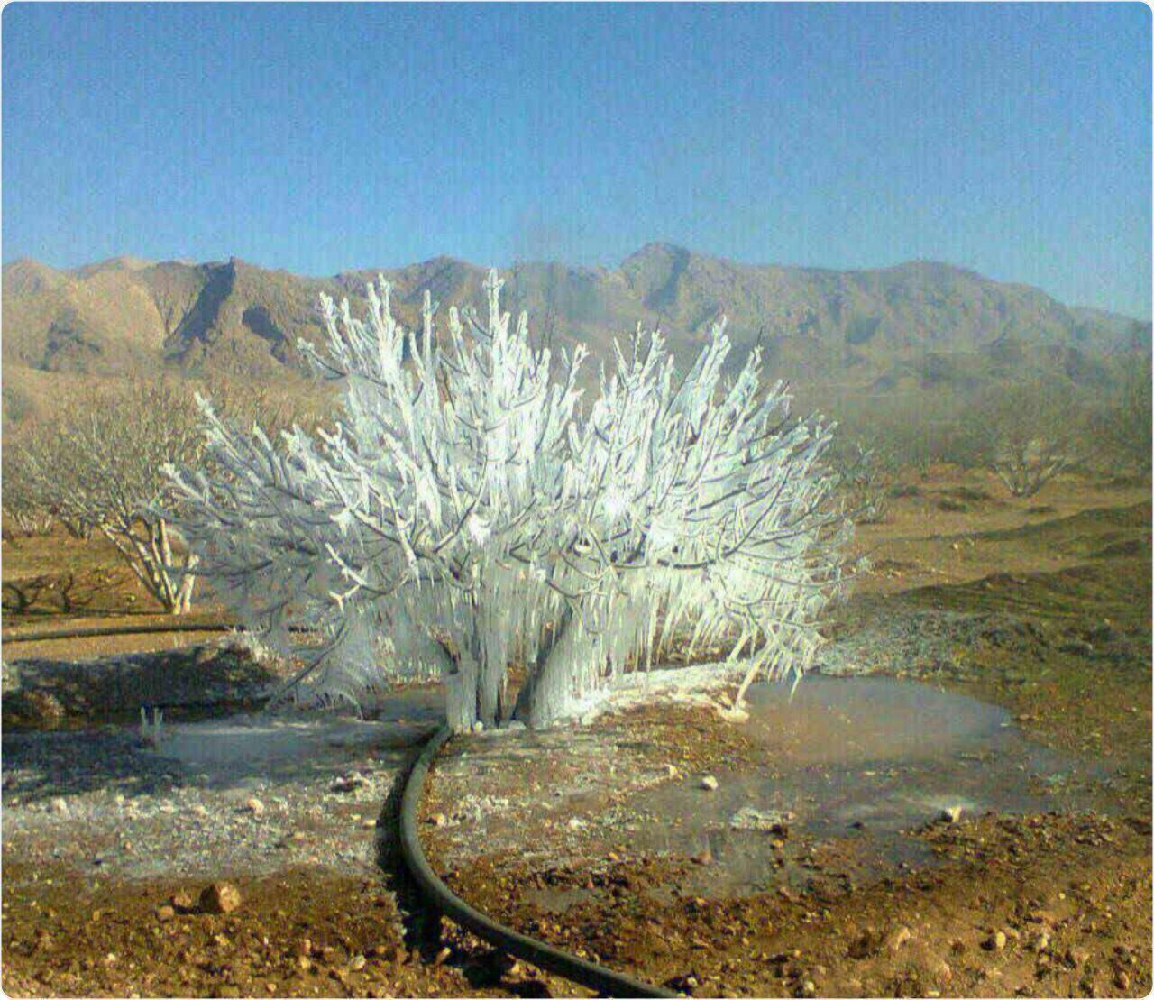 بوجود آمدن درخت یخی بر اثر ترکیدن لوله آب در سرمای شدید