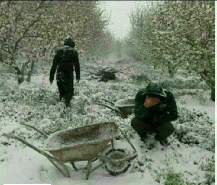 صحنه تلخ از گریه کشاورزان آذربایجانی