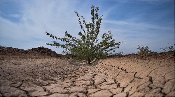 نهال کاری 180 هکتاری بانک مهر اقتصاد در خوزستان نهال کاری 180 هکتاری بانک مهر اقتصاد در خوزستان