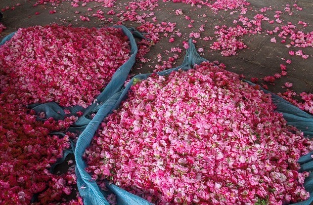 کشت گل محمدی در اراضی البرز کشت گل محمدی در اراضی البرز