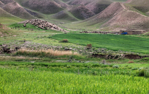 حقی که کرونا در کردستان گرفت حقی که کرونا در کردستان گرفت