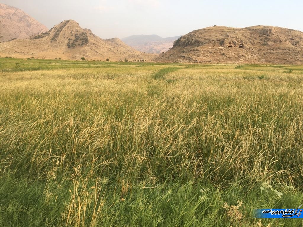 واکنش کشاورز چرامی به سخنان مسئولین جهاد کشاورزی / وجود دستانی پنهان در شبیخون به فرمان رهبری / این مدیر فرودست کاره ای نیست ! واکنش کشاورز چرامی به سخنان مسئولین جهاد کشاورزی / وجود دستانی پنهان در شبیخون به فرمان رهبری / این مدیر فرودست کاره ای نیست !