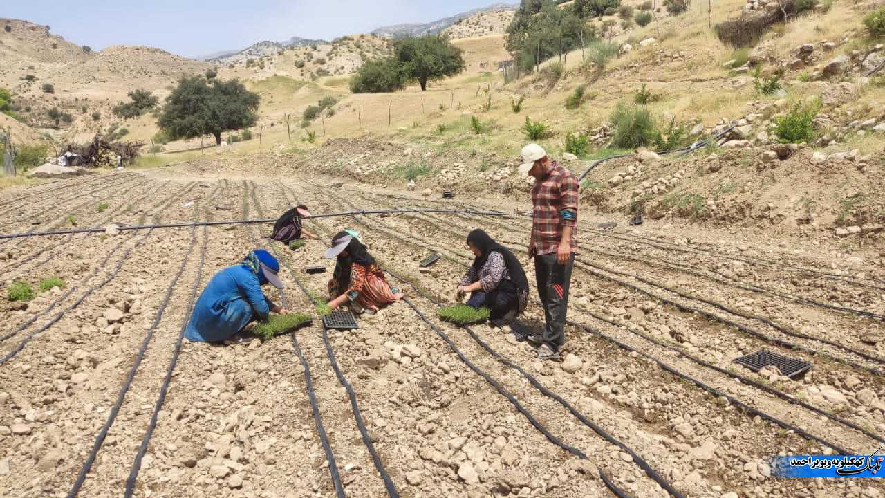 گیاهان دارویی نسخه ی اشتغالزایی بنیاد علوی در لنده+فیلم و تصویر گیاهان دارویی نسخه ی اشتغالزایی بنیاد علوی در لنده+فیلم و تصویر