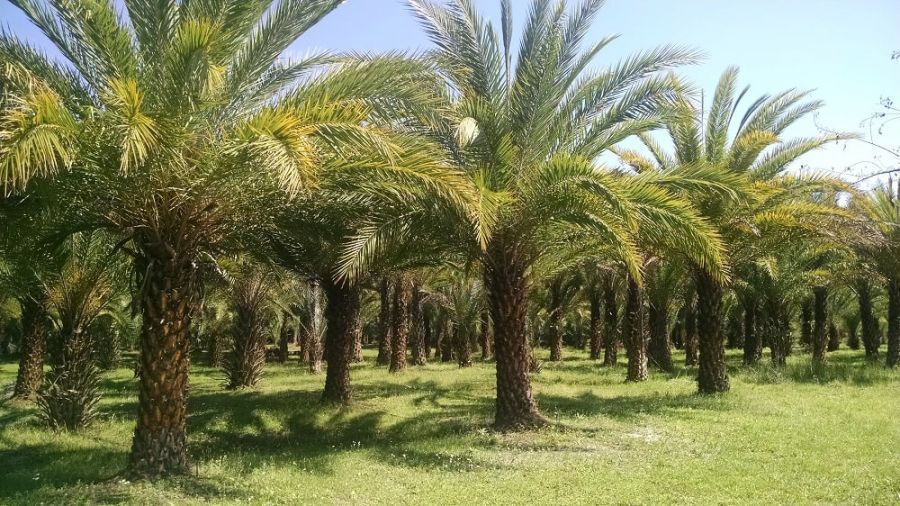 فریاد درختان نخل کیش را بشنوید فریاد درختان نخل کیش را بشنوید