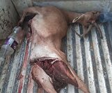 انهدام باند بزرگ شکار و قاچاق حیات‌وحش در فارس