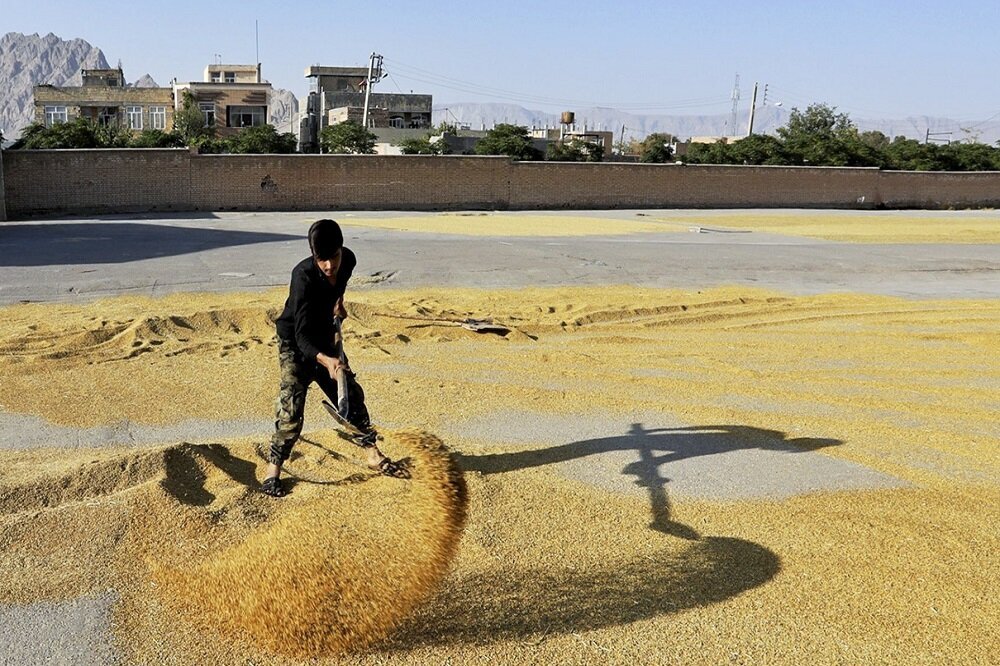 امید در شالیزارهای لنجان جوانه زد؛ برنجکاران خواستار ممنوعیت واردات شدند امید در شالیزارهای لنجان جوانه زد؛ برنجکاران خواستار ممنوعیت واردات شدند