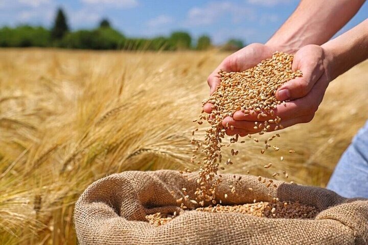 خرید ۳۰ هزار تن گندم در ازنا خرید ۳۰ هزار تن گندم در ازنا
