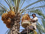 پیش‌بینی تولید ۴۵۰ هزار تن خرما در خوزستان