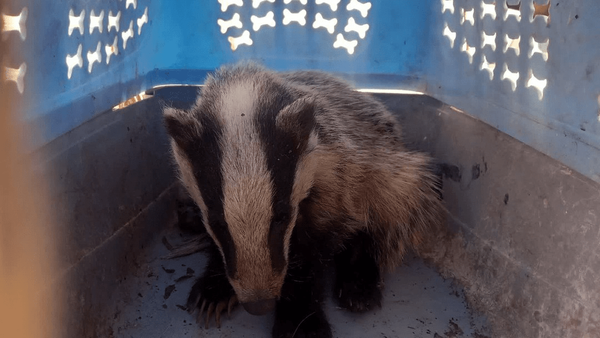 تحویل گورکن آسیب دیده به محیط زیست سمیرم تحویل گورکن آسیب دیده به محیط زیست سمیرم