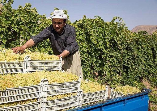 طلای خوشه‌ای ارومیه در برزخ هزینه‌ها و سود دلالان/ آیا برداشت انگور هنوز صرفه اقتصادی دارد؟
