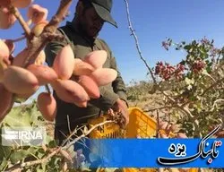 برداشت پسته در مهریز ۸۰ درصد کاهش یافت